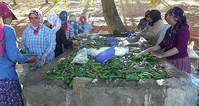 Kahramanmaraş&#039;ta 200 bin ton salatalık üretiliyor
