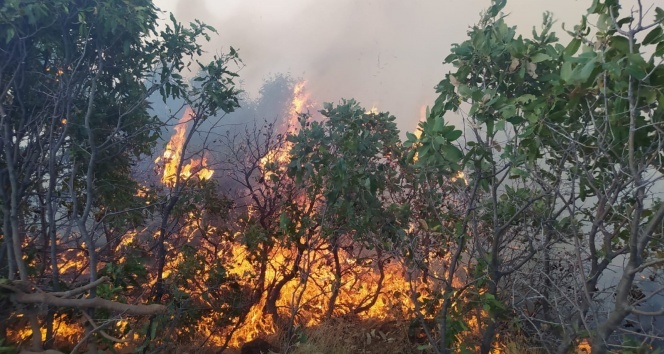 Elazığ&#039;da orman yangını: Çok sayıda ekip sevk edildi
