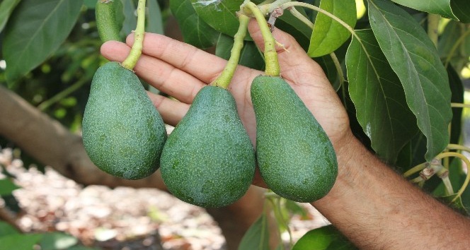 Avokado toplandığı gün ihracat yolculuğuna çıkıyor