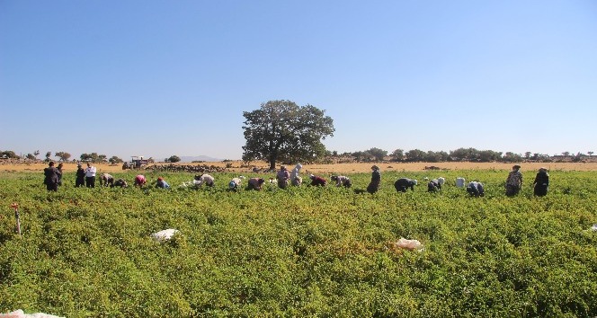 Acıdan para kazanıyorlar