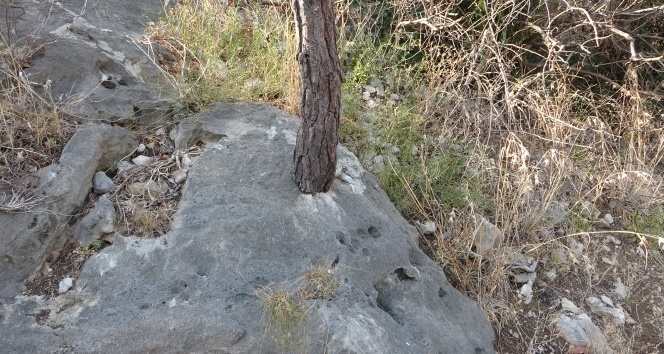 Kayada hayat bulan ağaçlar korumaya alındı