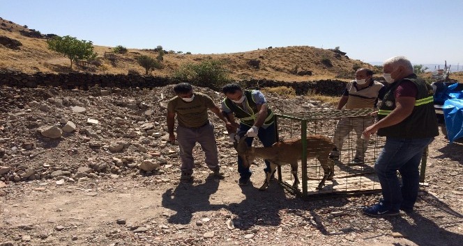 Tedavisi tamamlanan yaban keçisi, doğal ortamına bırakıldı