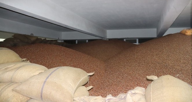 FİSKOBİRLİK fındık alımlarında üreticilerden yoğun ilgi görüyor