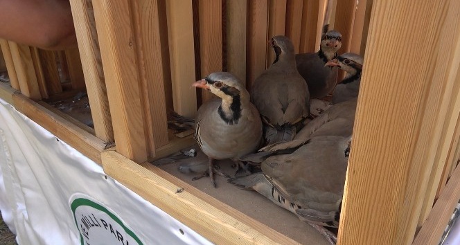 Kırıkkale’de kınalı keklik salımı yapıldı