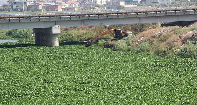 Su sümbülleri Asi Nehri&#039;ni yeniden istila etti