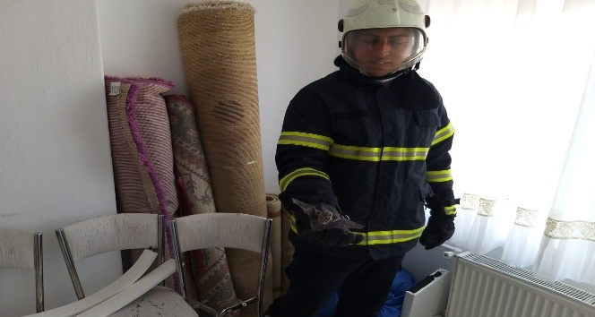 Nevşehir’de eve giren yarasaları itfaiye çıkarttı