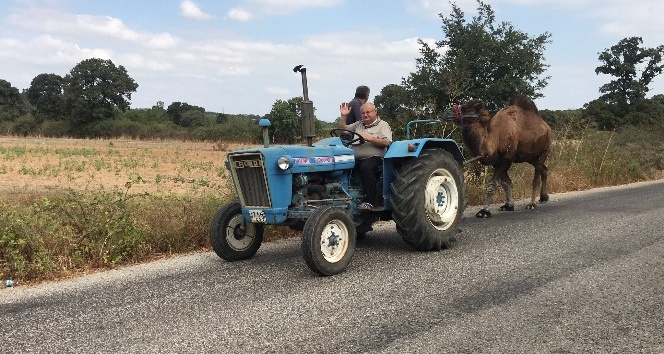 Güreş devesine traktörü ile antrenman yaptırıyor
