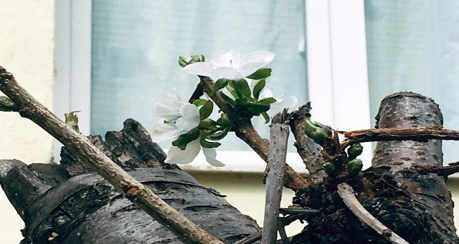 Eylül ayında çiçek açan kiraz ağacı şaşırttı