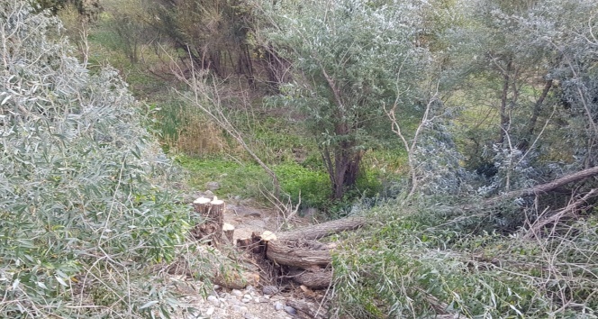 Erzurum’da sebepsizce kesilen ağaçlar tepki topladı
