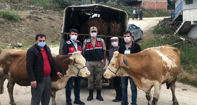 Ümitlerini kesmişken hayvanlarına kavuştular