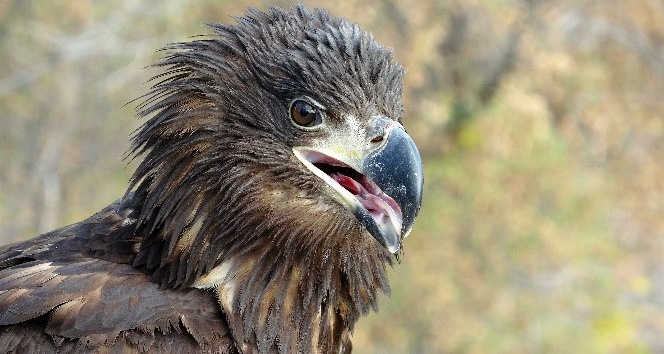 Ak kuyruklu kartal ait olduğu doğaya kanat çırptı