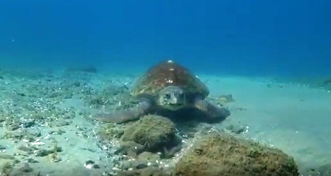 Nesli tükenmekte olan caretta caretta Çanakkale Boğazı’nda böyle görüntülendi