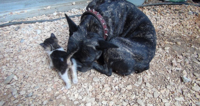 Köpek yavru kediyi emzirip, ona annelik yapıyor