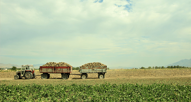 Elazığ’da çiftçiler şeker pancarı mesaisinde