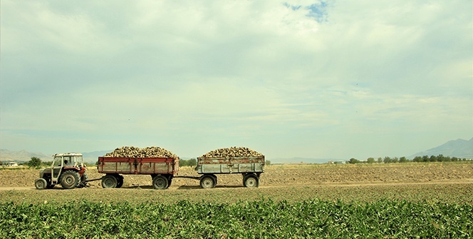 Elazığ’da çiftçiler şeker pancarı mesaisinde