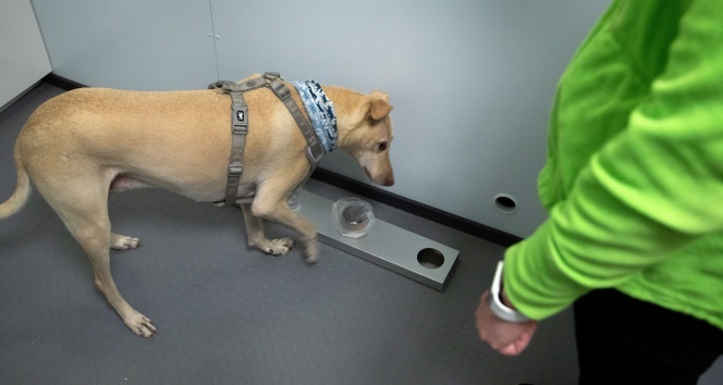 Helsinki Havalimanı'nda Covid-19'u tespit etmek için eğitimli köpekler kullanılacak