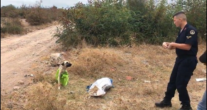 Vahşetin böylesi...Çanakkale’de, çuvala koyularak ölüme terkedilen köpeği jandarma kurtardı