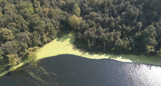 İstanbul'da ürküten manzara; Elmalı Barajı'nın suyu yine yeşile döndü