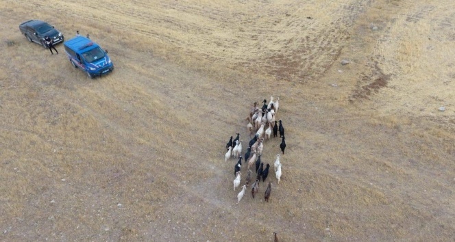 Elazığ’da firar eden hayvanlar, 7 kilometre uzakta drone ile bulundu