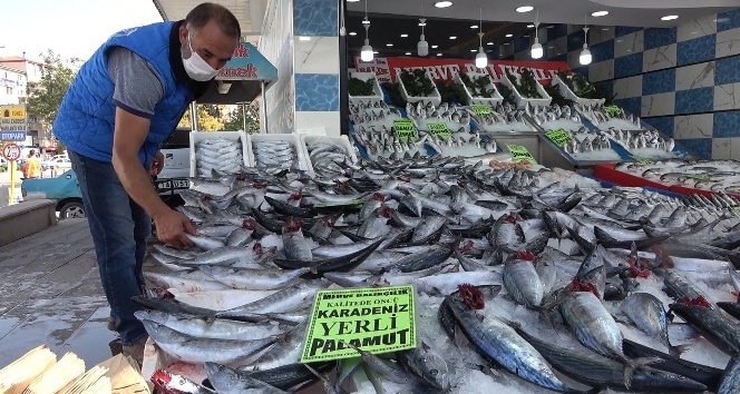 Türkiye’de palamut bolluğu yaşanıyor: Kilosu 10 liradan satılıyor