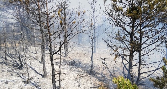 Tokat’ta orman yangını