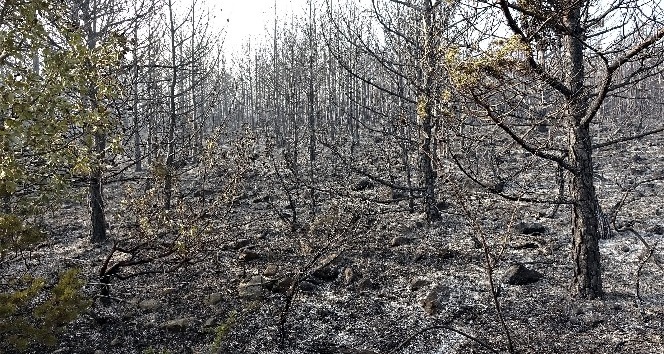 Ateşle oynayan genç çoban 30 hektar ormanlık alanı yaktı