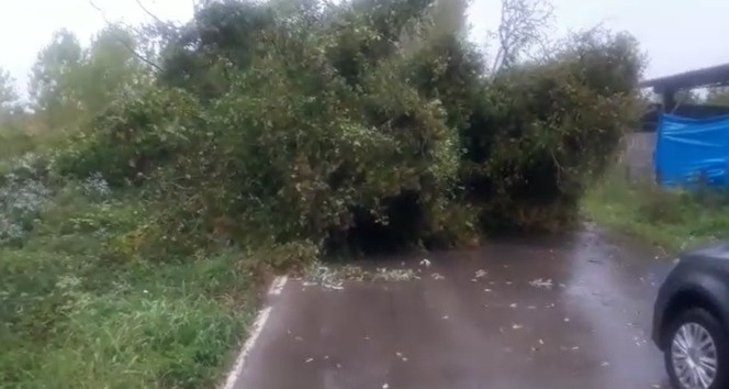 Fırtınada ağaç devrildi yol ulaşıma kapandı