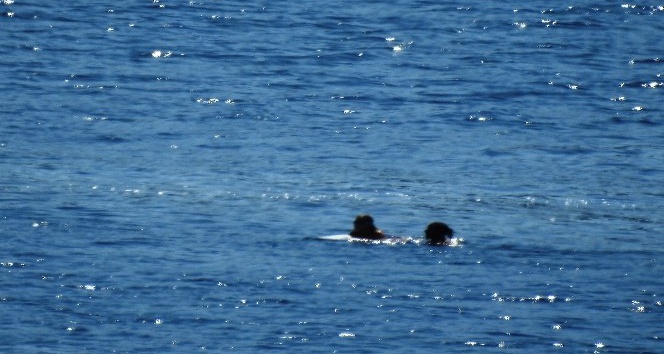 Dünyaca ünlü Formula 1 şampiyonu Lewis Hamilton Bodrum’da