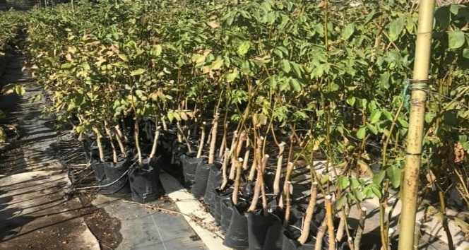 Bingöl’de çiftçilere hibeli ceviz fidanı