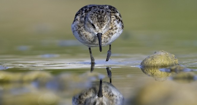 150’nin üzerinde kuş türünün bulunduğu  Boğaçayı’nda kuş gözlemi
