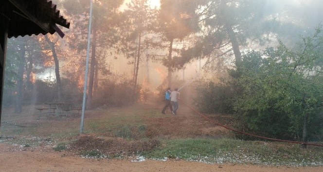 Kocaeli’nin Gebze ilçesinde ormanlık alan alevlere teslim oldu