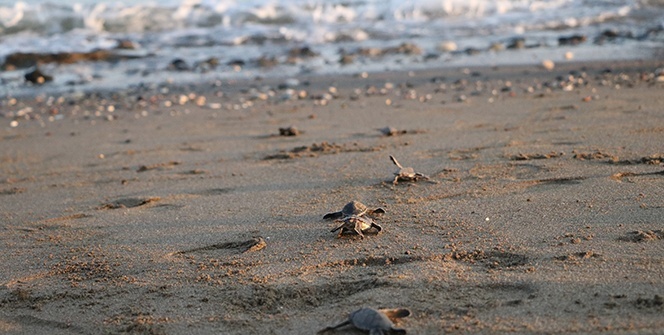 300 bin yavru kaplumbağa denizle buluştu