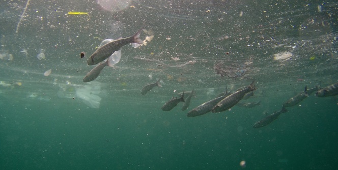 Yenikapı Sahili’nde kirlilik su altı drone kamerasında