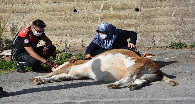 Sinop’ta yüksekten düşen inek saatlerce kurtarılmayı bekledi