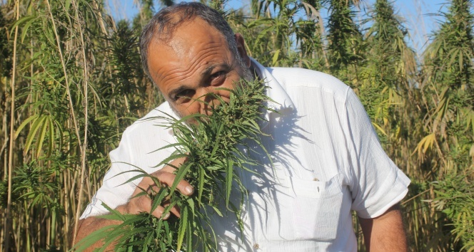 Yerli ve milli kenevirler hasada hazır: Bu kenevirlerden 'esrar' yapılamayacak