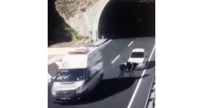 Tünel çıkışında başıboş gezen ineğe otomobil çarptı