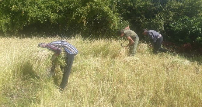 Siirt’te köylüler pirinç hasadına başladı