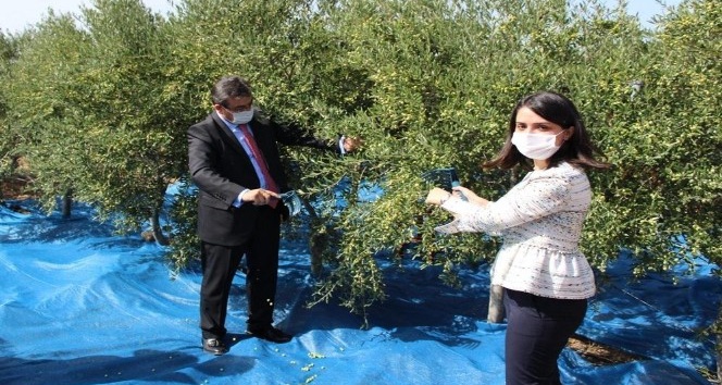 Bozcaada’da zeytin hasadı başladı, ilk zeytini ilçenin kadın kaymakamı topladı