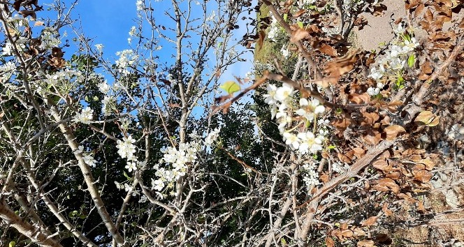 Sorgun’da Armut ağacı Ekim’de çiçek açtı