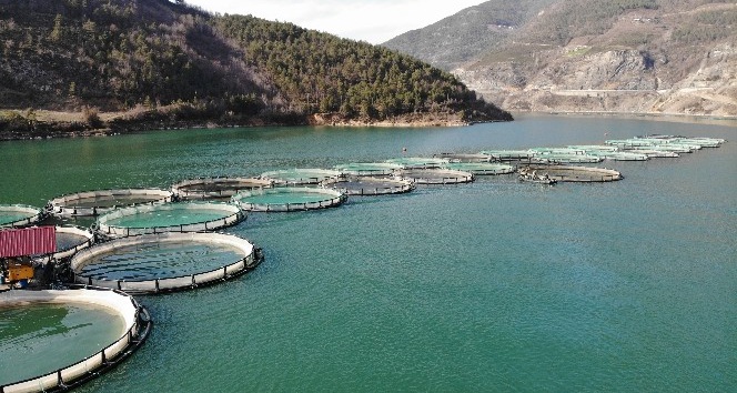 Borçka Barajı’nda üretilen Türk somonları dünyaya ihraç ediliyor