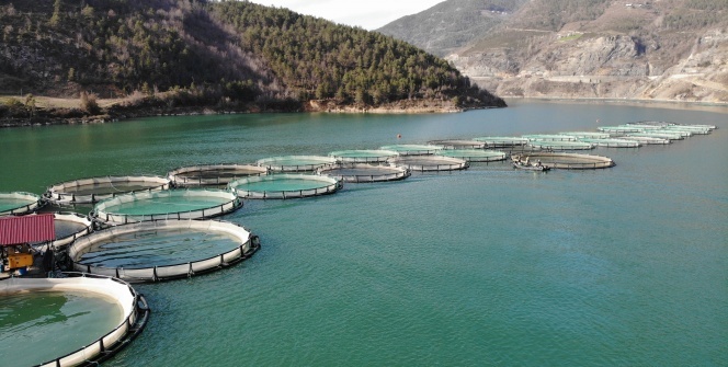 Borçka Barajı'nda üretilen Türk somonları dünyaya ihraç ediliyor