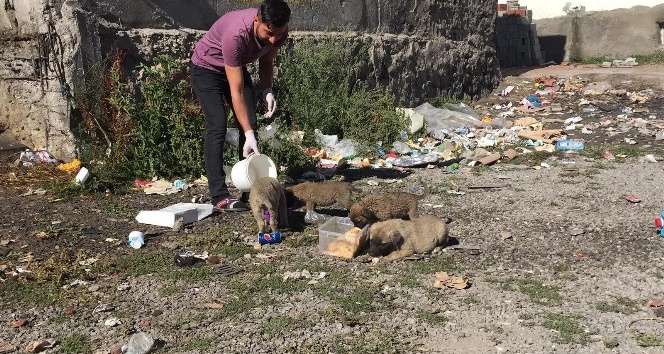 Bingöllü aşçıdan, çöp kenarlarında bulduğu yavru kedi ve köpeklere vefa