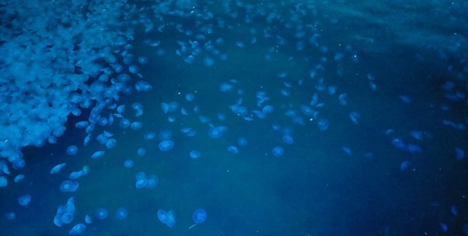 Marmara’da denizanası istilası