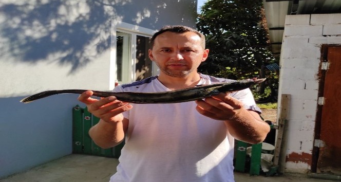 Muğla’da oltaya vantuz balığı takıldı