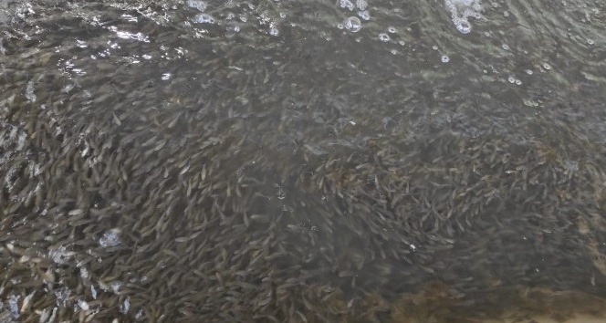 Elazığ’da üretilen 5 milyon balık 21 baraja bırakılıyor