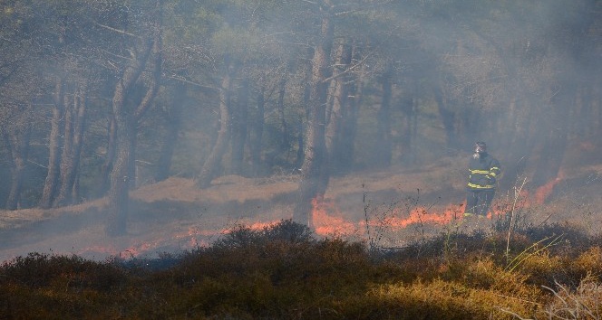 Sinop’ta çamlık alanda korkutan yangın