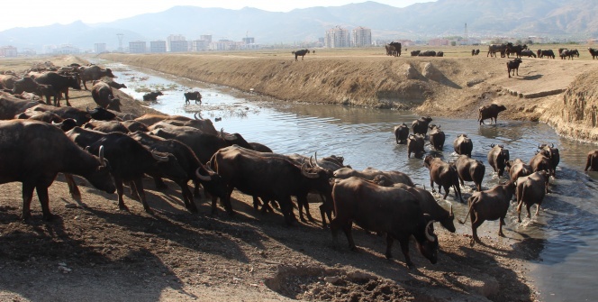 Burası Afrika bozkırları değil 'Afyonkarahisar'