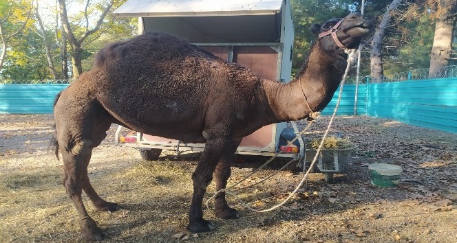 Develerle Karşılama