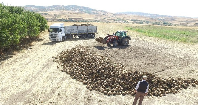 Akpazar Ovası’nda çiftçilerin yüzü güldü