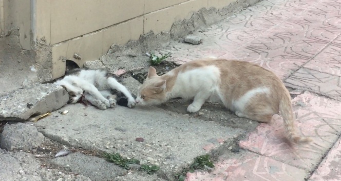Anne kedi ölen yavrusunun başından dakikalarca ayrılmadı